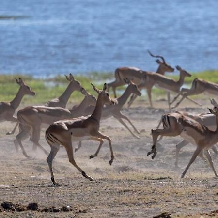 Jackalberry Chobe Hotel Kasane Kültér fotó