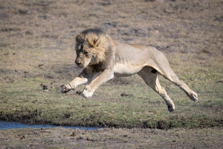 Jackalberry Chobe Hotel Kasane Kültér fotó