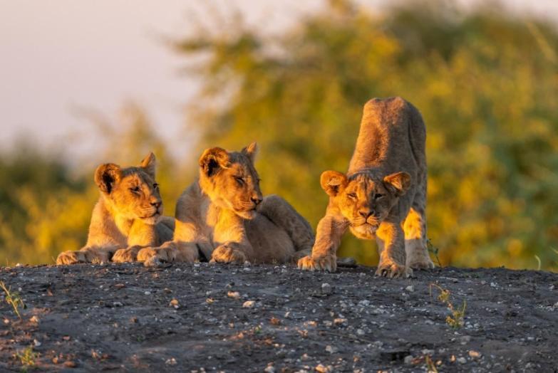 Jackalberry Chobe Hotel Kasane Kültér fotó